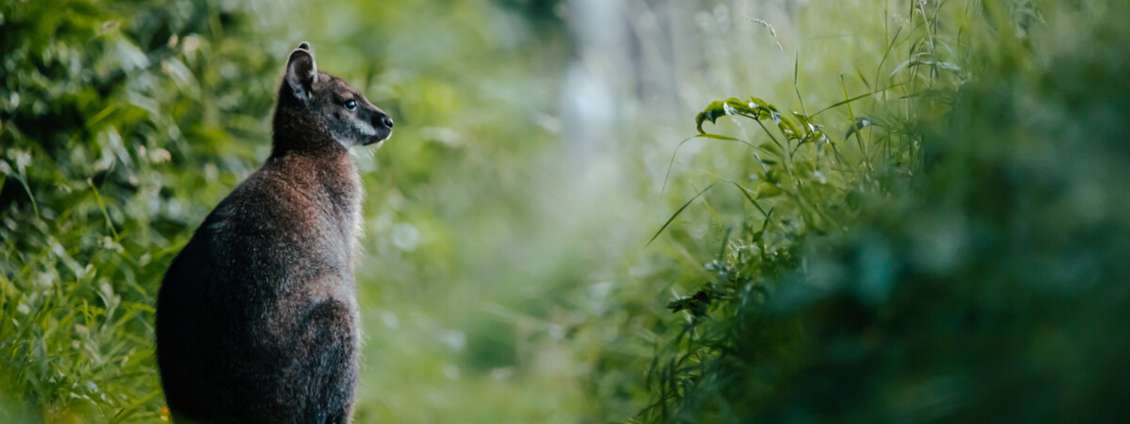 Ballaugh Curraghs Wallaby